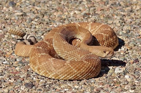 Red Diamond Rattlesnake (Crotalus ruber) San Pedro Martir foothills, Baja California, Mexico. Mar 6, 2015. Crotalus ruber,Geotagged,Mexico,Red Diamond Rattlesnake,Winter