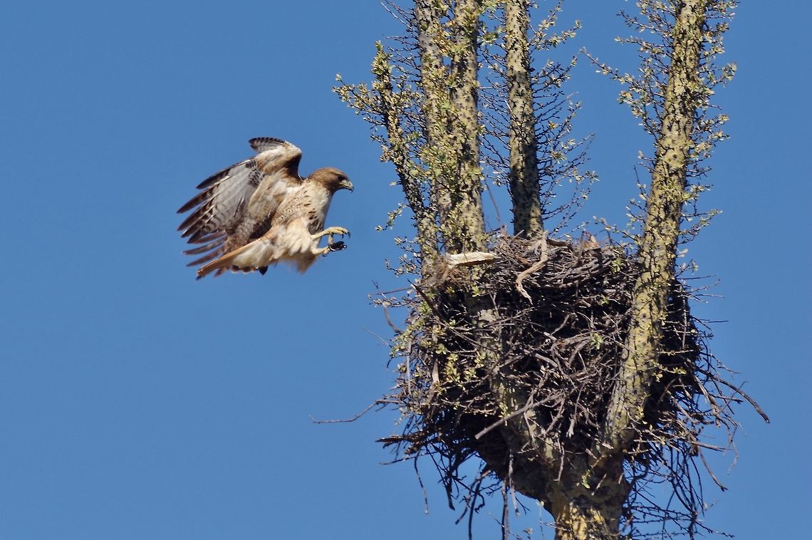 Red-tailed hawk (Buteo jamaicensis) nesting in a Boojum (Fouiquieria columnaris) Valle de los cirios, Baja California, Mexico. Buteo jamaicensis,Geotagged,Mexico,Red-tailed hawk,Winter