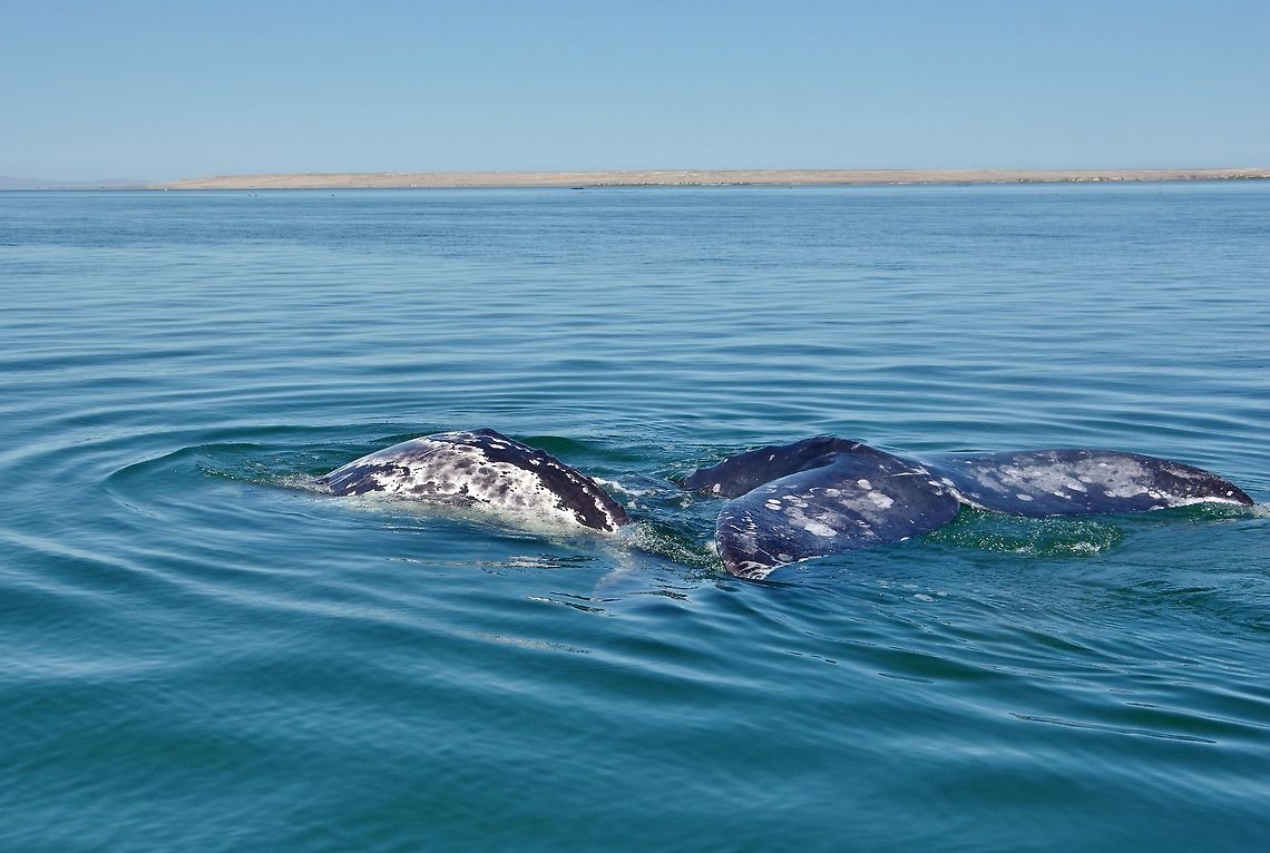 Gray whale (Eschrichtius robustus) with her calf. Laguna Ojo de Liebre, BCS, Mexico. Mar 5, 2015.<br />
They say that lagoon's name (hare's eye) came from the blood spilled by the whalers over a century ago. But nowadays, the whales feel so safe that they come up to boats to get their backs scratched by people! Eschrichtius robustus,Geotagged,Gray whale,Mexico,Winter