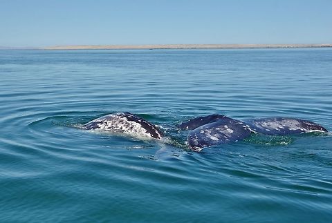 Gray whale (Eschrichtius robustus) with her calf. Laguna Ojo de Liebre, BCS, Mexico. Mar 5, 2015.
They say that lagoon's name (hare's eye) came from the blood spilled by the whalers over a century ago. But nowadays, the whales feel so safe that they come up to boats to get their backs scratched by people! Eschrichtius robustus,Geotagged,Gray whale,Mexico,Winter