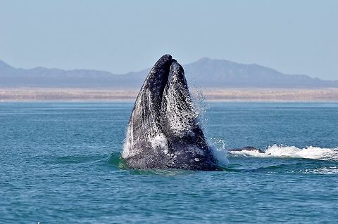 Gray whale (Eschrichtius robustus) spyhopping. Laguna Ojo de Liebre, BCS, Mexico. Mar 5, 2015. Eschrichtius robustus,Geotagged,Gray whale,Mexico,Winter