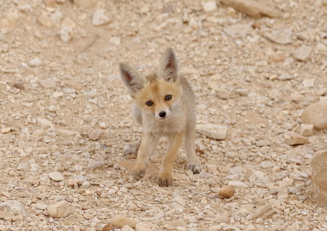 Curious pup Kibbutz Lotan, Israel. Mar 28, 2015. Arabian red fox,Geotagged,Israel,Spring,Vulpes vulpes arabica