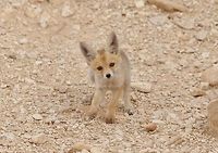 Curious pup Kibbutz Lotan, Israel. Mar 28, 2015. Arabian red fox,Geotagged,Israel,Spring,Vulpes vulpes arabica
