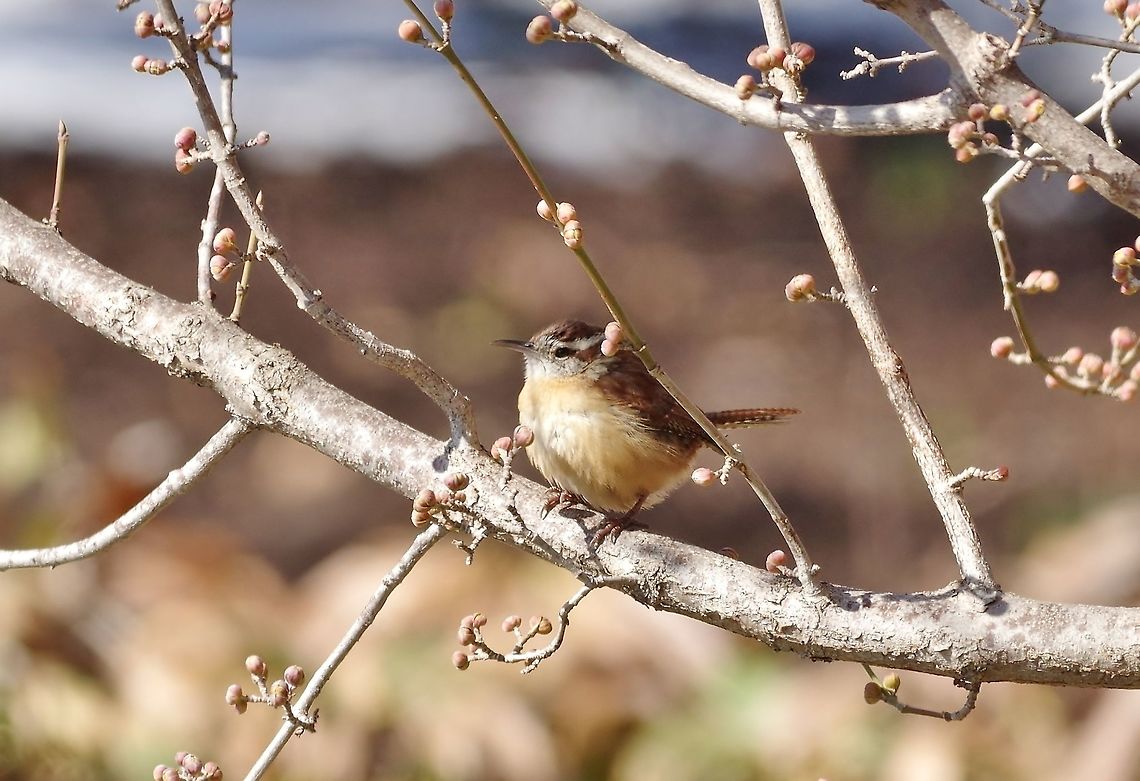 Carolina Wren (Thryothorus ludovicianus) Missouri Botanical Garden, St Louis, MO. Feb 23, 2015. Carolina Wren,Geotagged,Thryothorus ludovicianus,United States,Winter