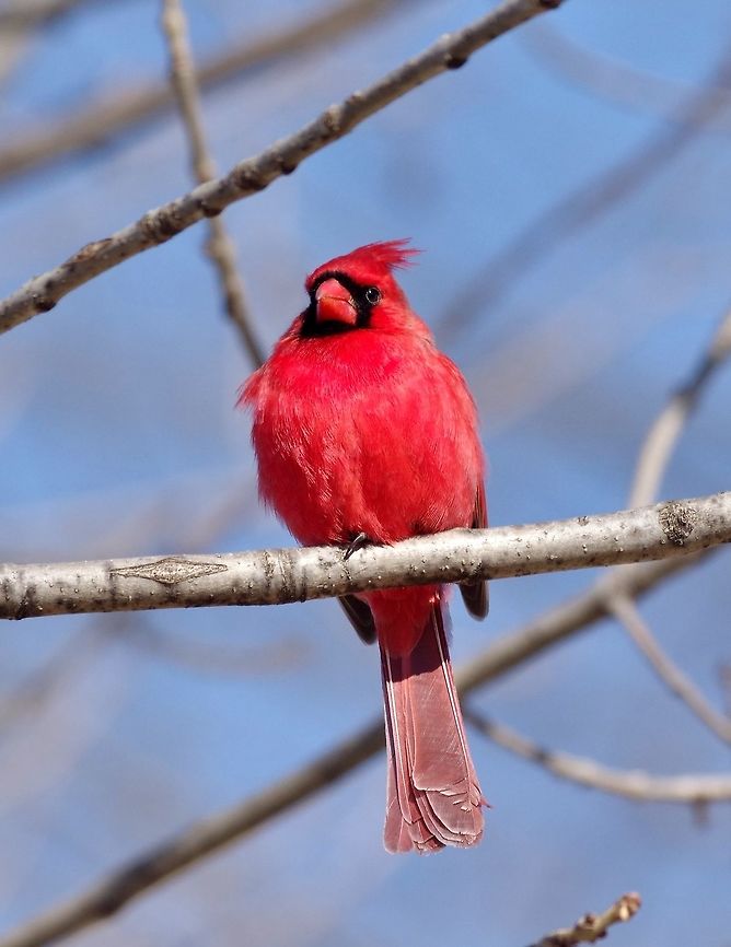 Northern Cardinal (Cardinalis cardinalis) Missouri Botanical Garden, St Louis, MO. Feb 23, 2015. Argynnis pandora,Cardinalis cardinalis,Geotagged,Northern Cardinal,United States,Winter