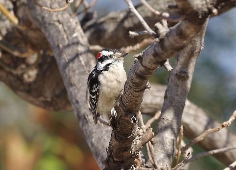 Downy Woodpecker (Picoides pubescens) Missouri Botanical Garden, St Louis, MO. Feb 23, 2015. Downy Woodpecker,Downy woodpecker,Dryobates pubescens,Geotagged,Picoides pubescens,United States,Winter