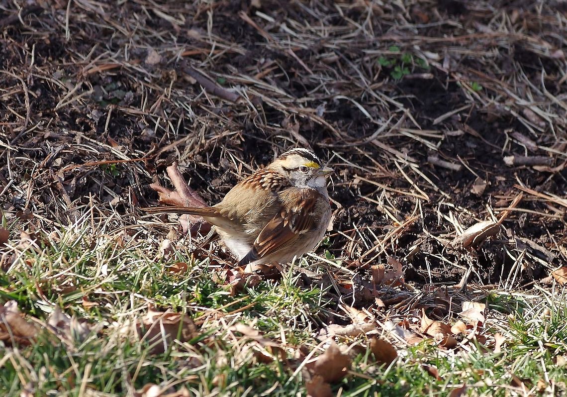 White-throated Sparrow (Zonotrichia albicollis) Missouri Botanical Garden, St Louis, MO. Feb 23, 2015. Geotagged,United States,White-throated Sparrow,Winter,Zonotrichia albicollis