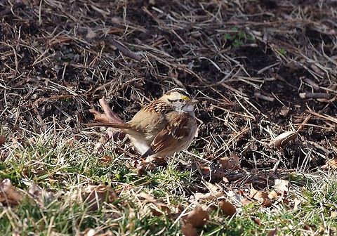 White-throated Sparrow (Zonotrichia albicollis) Missouri Botanical Garden, St Louis, MO. Feb 23, 2015. Geotagged,United States,White-throated Sparrow,Winter,Zonotrichia albicollis