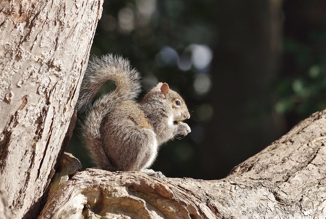 Eastern gray squirrel (Sciurus carolinensis) Missouri Botanical Garden, St Louis, MO. Feb 23, 2015. Eastern gray squirrel,Geotagged,Sciurus carolinensis,United States,Winter