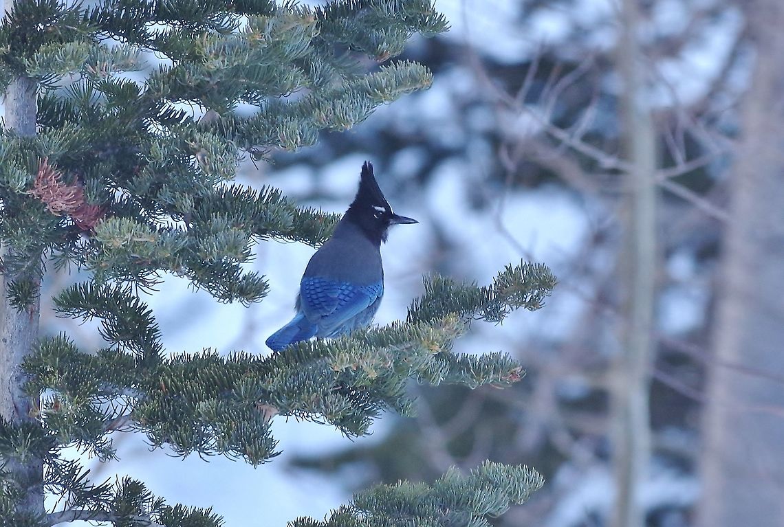 Steller's jay (Cyanocitta stelleri) Alta, UT. Mar 8, 2015. Cyanocitta stelleri,Geotagged,Stellers jay,United States,Winter