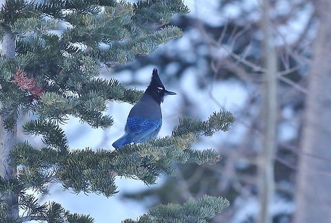 Steller's jay (Cyanocitta stelleri) Alta, UT. Mar 8, 2015. Cyanocitta stelleri,Geotagged,Stellers jay,United States,Winter