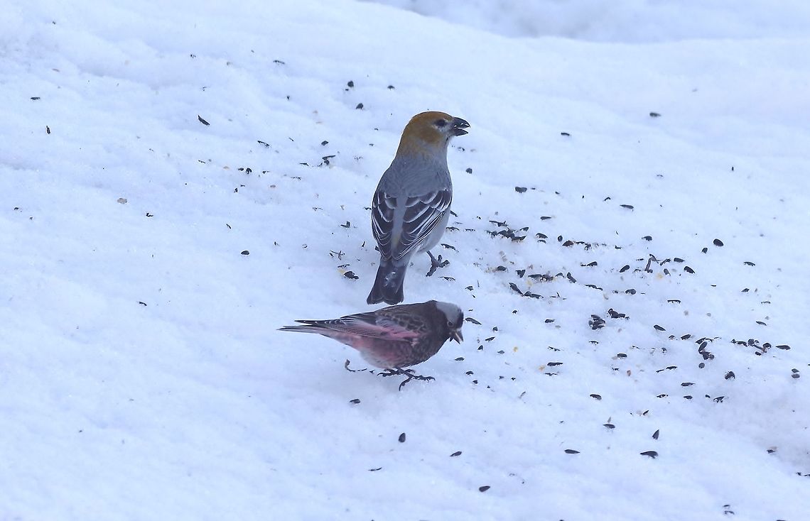 Black rosy finch (Leucosticte atrata) with a female Pine grosbeak. Alta, UT. Mar 9, 2015. Black rosy finch,Geotagged,Leucosticte atrata,United States,Winter
