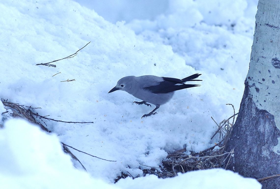 Clark's nutcracker (Nucifraga columbiana) Alta, UT. Mar 10, 2015. Clark's nutcracker,Geotagged,Nucifraga columbiana,United States,Winter