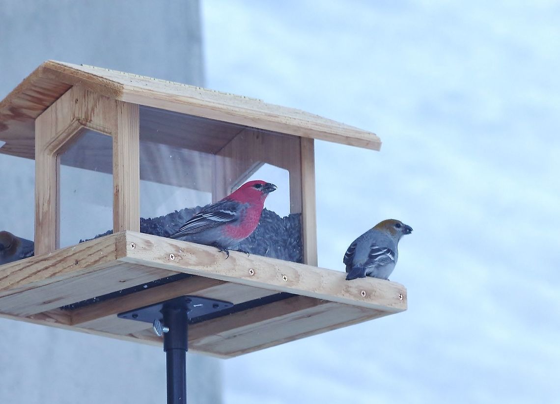 Pine grosbeak (Pinicola enucleator) couple. Alta, UT. Mar 10, 2015. Geotagged,Pine grosbeak,Pinicola enucleator,United States,Winter