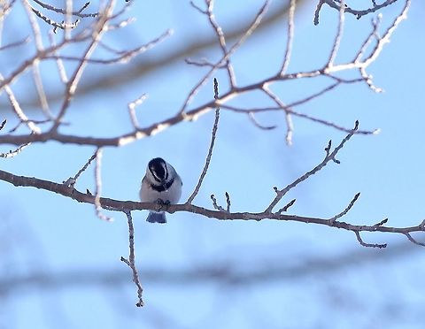 Mountain chickadee (Poecile gambeli) Alta, UT. Mar 10, 2015. Geotagged,Mountain chickadee,Poecile gambeli,United States,Winter