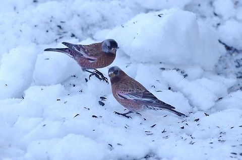 Gray-crowned rosy finches (Leucosticte tephrocotis) Alta, UT. Mar 10, 2015. Geotagged,Gray-crowned rosy finch,Leucosticte tephrocotis,United States,Winter