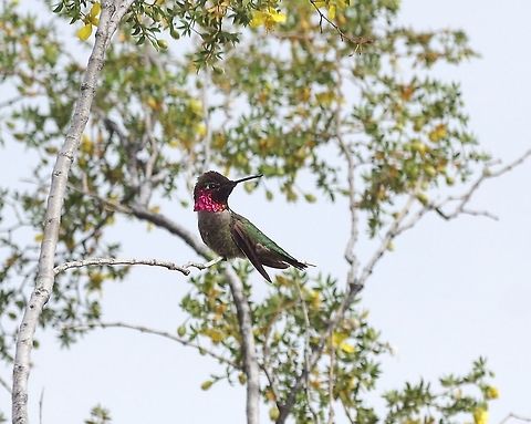 Anna's hummingbird (Calypte anna) Tucson, AZ. Mar 12, 2015. Annas hummingbird,Calypte anna,Geotagged,United States,Winter
