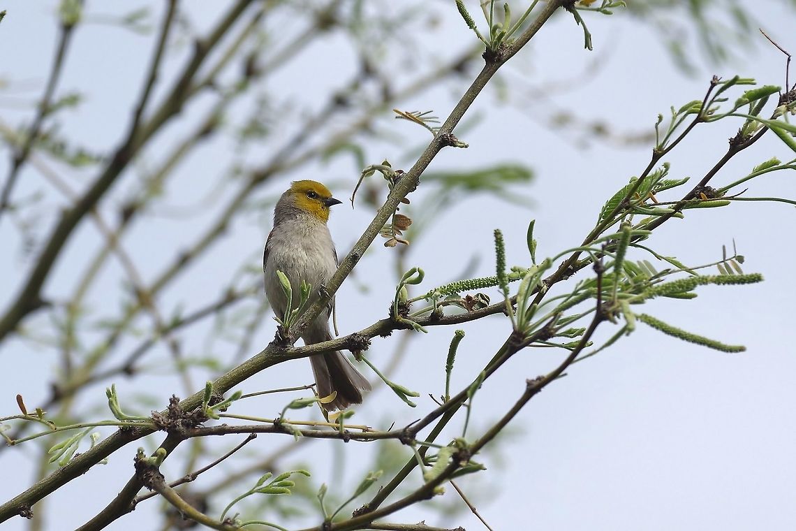 Verdin (Auriparus flaviceps) Tucson, AZ. Mar 12, 2015. Auriparus flaviceps,Geotagged,United States,Verdin,Winter