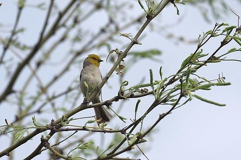 Verdin (Auriparus flaviceps) Tucson, AZ. Mar 12, 2015. Auriparus flaviceps,Geotagged,United States,Verdin,Winter