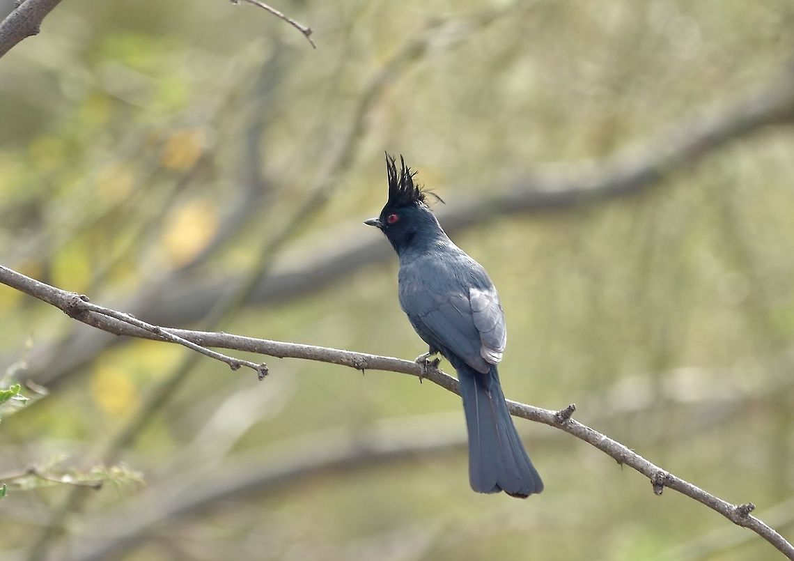 Phainopepla (Phainopepla nitens) Tucson, AZ. Mar 12, 2015. Geotagged,Phainopepla,Phainopepla nitens,United States,Winter