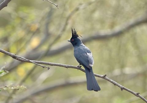 Phainopepla (Phainopepla nitens) Tucson, AZ. Mar 12, 2015. Geotagged,Phainopepla,Phainopepla nitens,United States,Winter