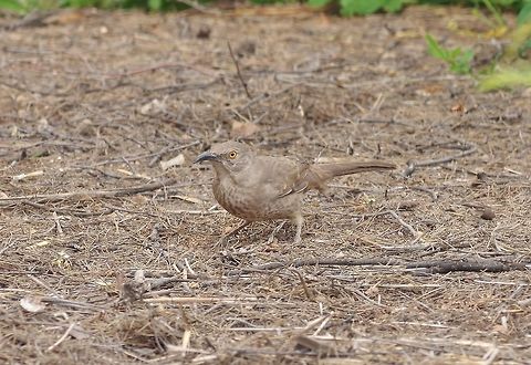 Curve-billed thrasher (Toxostoma curvirostre) Tucson, AZ. Mar 12, 2015. Curve-billed thrasher,Geotagged,Toxostoma curvirostre,United States,Winter