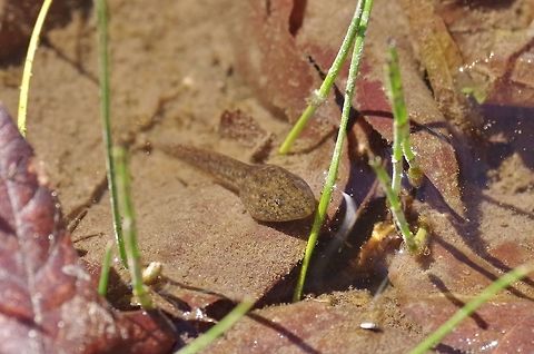 Chiricahua leopard frog (Lithobates chiricahuensis) tadpole Cave Creek Canyon, Chiricahua Mountains, AZ. Mar 13, 2015 Chiricahua leopard frog,Geotagged,Lithobates chiricahuensis,United States,Winter