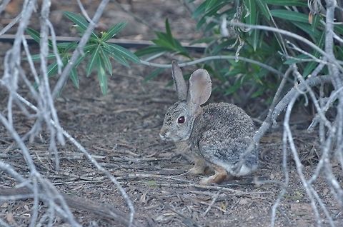 Desert cottontail (Sylvilagus audubonii) Tucson, AZ. Mar 13, 2015. Desert cottontail,Geotagged,Sylvilagus audubonii,United States,Winter