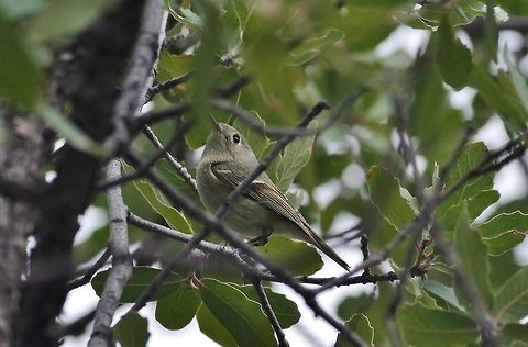 Ruby-crowned kinglet (Regulus calendula) Cave Creek Canyon, Chiricahua mountains, AZ. Mar 13, 2015. Geotagged,Regulus calendula,Ruby-crowned kinglet,United States,Winter