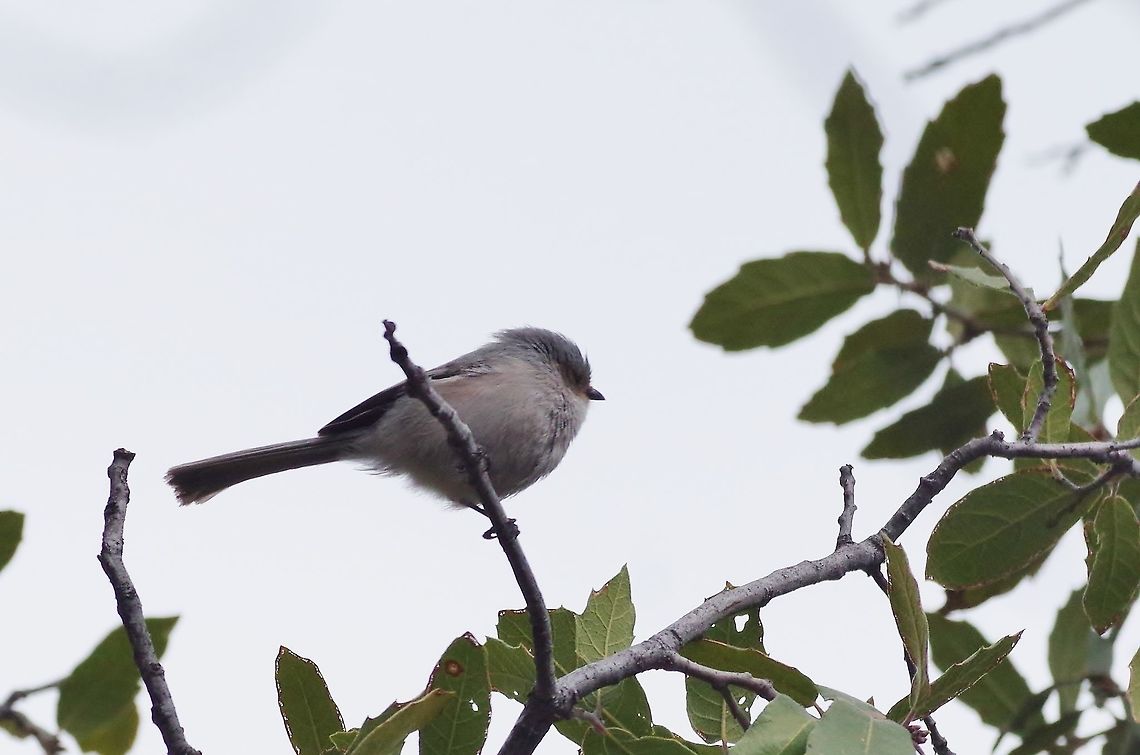 American bushtit (Psaltriparus minimus) Cave Creek Canyon, Chiricahua mountains, AZ. Mar 13, 2015. American bushtit,Geotagged,Psaltriparus minimus,United States,Winter