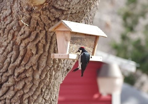 Acorn Woodpecker (Melanerpes formicivorus) Portal, AZ. Mar 13, 2015. Acorn Woodpecker,Geotagged,Melanerpes formicivorus,United States,Winter