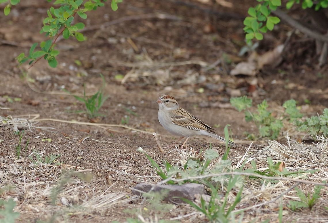 Chipping Sparrow (Spizella passerina) Portal, AZ. Mar 13, 2015. Chipping Sparrow,Geotagged,Spizella passerina,United States,Winter