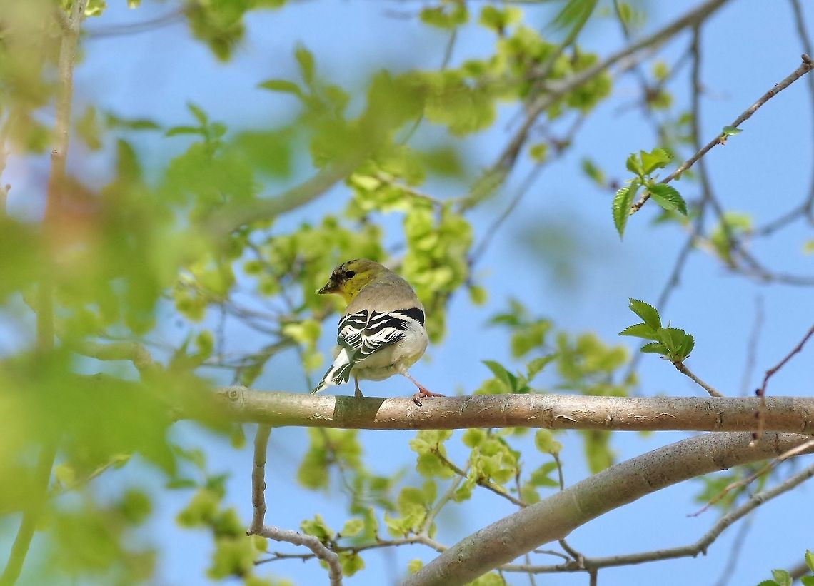 American goldfinch (Spinus tristis) in winter plumage Portal, AZ. Mar 13, 2015. American goldfinch,Geotagged,Spinus tristis,United States,Winter
