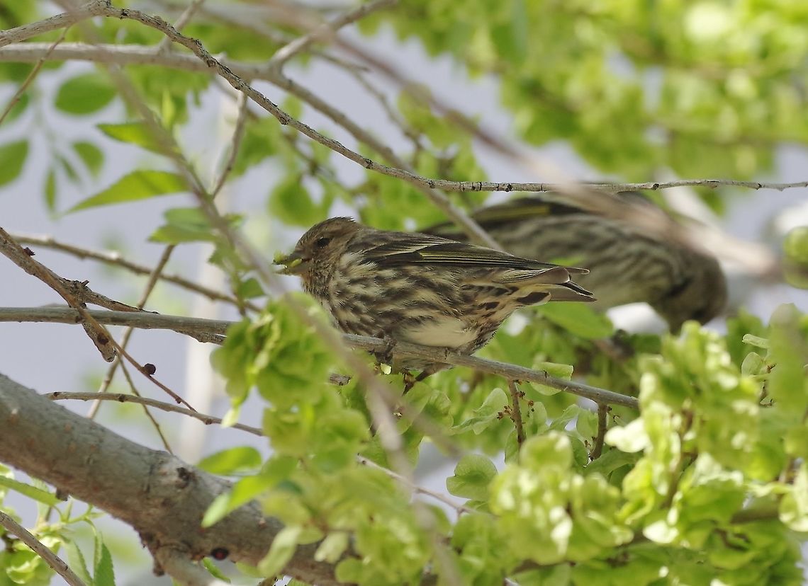 Pine siskin (Spinus pinus) Portal, AZ. Mar 13, 2015. Geotagged,Pine siskin,Spinus pinus,United States,Winter