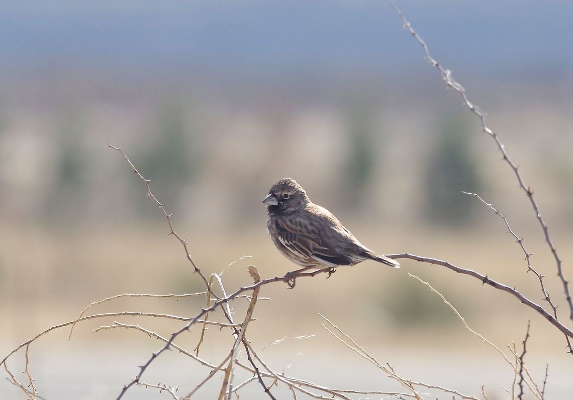 Lark bunting (Calamospiza melanocorys) in winter plumage Chiricahua Desert Museum, Animas, NM. Mar 13, 2015. Calamospiza melanocorys,Geotagged,Lark bunting,United States,Winter