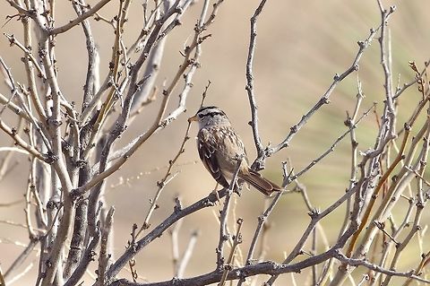 White-crowned Sparrow (Zonotrichia leucophrys) Chiricahua Desert Museum, Animas, NM. Mar 13, 2015. Geotagged,United States,White-crowned Sparrow,Winter,Zonotrichia leucophrys