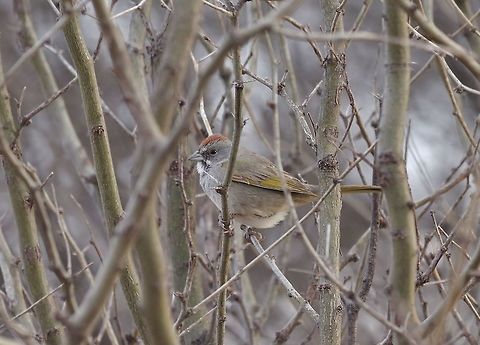 Green-tailed towhee (Pipilo chlorurus) San Pedro Riparian Conservation Area, AZ. Mar 13, 2015. Geotagged,Green-tailed towhee,Pipilo chlorurus,United States,Winter