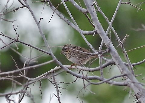 Lincoln's sparrow (Melospiza lincolnii) San Pedro Riparian Conservation Area, AZ. Mar 13, 2015. Geotagged,Lincoln's sparrow,Melospiza lincolnii,United States,Winter