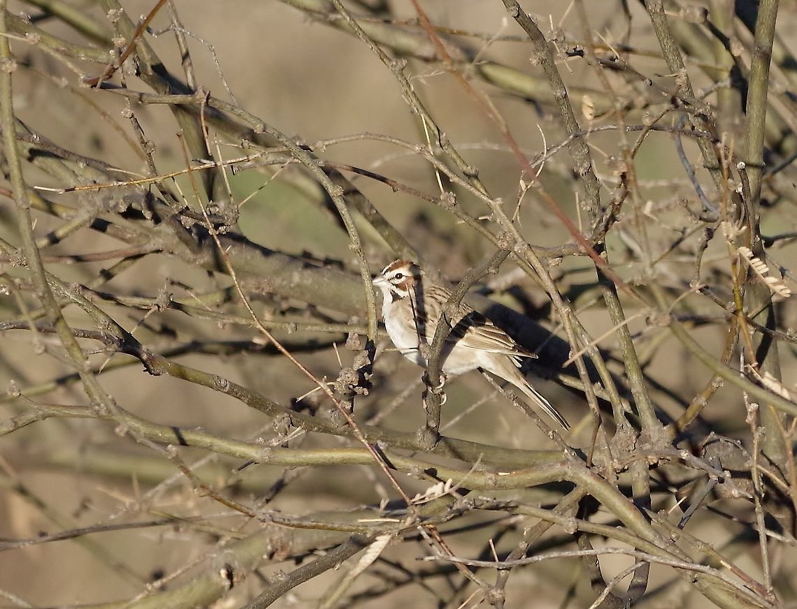 Lark Sparrow (Chondestes grammacus) Patagonia, AZ. Mar 14, 2015. Chondestes grammacus,Geotagged,United States,Winter,lark sparrow