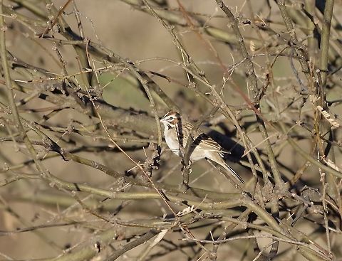Lark Sparrow (Chondestes grammacus) Patagonia, AZ. Mar 14, 2015. Chondestes grammacus,Geotagged,United States,Winter,lark sparrow