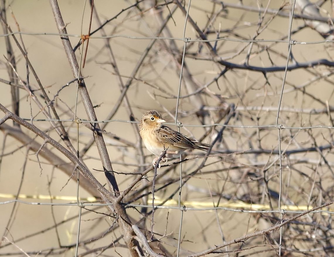 Grasshopper sparrow (Ammodramus savannarum) Patagonia, AZ. Mar 14, 2015. Ammodramus savannarum,Geotagged,Grasshopper sparrow,United States,Winter