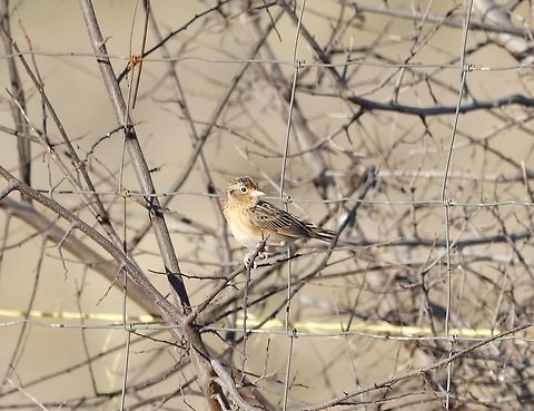 Grasshopper sparrow (Ammodramus savannarum) Patagonia, AZ. Mar 14, 2015. Ammodramus savannarum,Geotagged,Grasshopper sparrow,United States,Winter