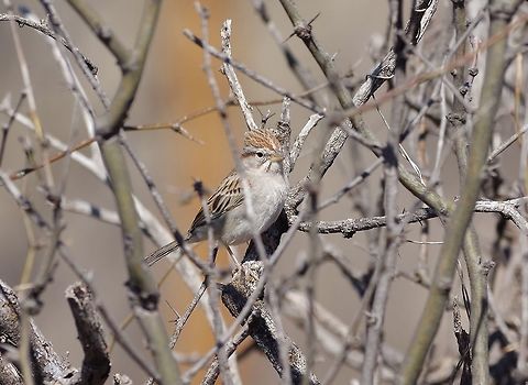 Rufous-winged sparrow (Peucaea carpalis) Patagonia, AZ. Mar 14, 2015. Geotagged,Peucaea carpalis,Rufous-winged sparrow,United States,Winter
