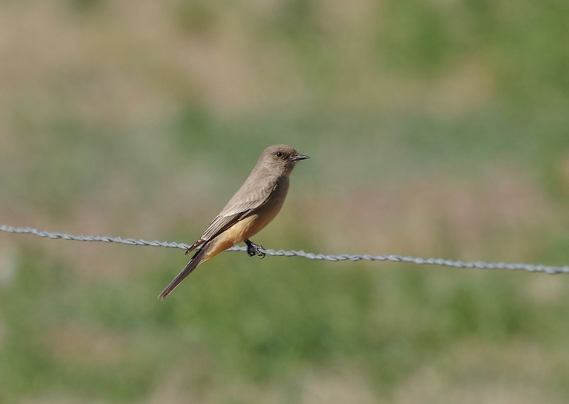 Say's phoebe (Sayornis saya) Patagonia, AZ. Mar 14, 2015. Geotagged,Say's phoebe,Sayornis saya,United States,Winter