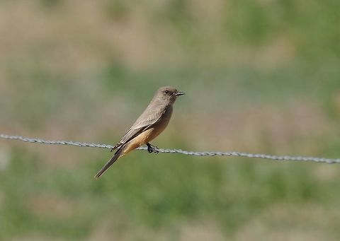 Say's phoebe (Sayornis saya) Patagonia, AZ. Mar 14, 2015. Geotagged,Say's phoebe,Sayornis saya,United States,Winter