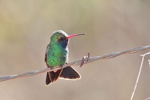 Broad-billed hummingbird (Cynanthus latirostris) Patagonia, AZ. Mar 14, 2015. Broad-billed hummingbird,Cynanthus latirostris,Geotagged,United States,Winter