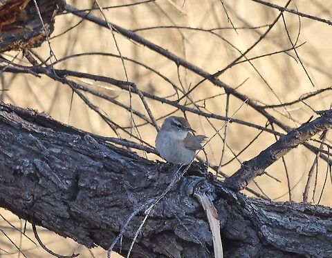 Bewick's wren (Thryomanes bewickii) Patagonia, AZ. Mar 15, 2015. Bewicks wren,Geotagged,Thryomanes bewickii,United States,Winter