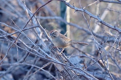 Rufous-crowned sparrow (Aimophila ruficeps) Patagonia, AZ. Mar 15, 2015. Aimophila ruficeps,Geotagged,Rufous-crowned sparrow,United States,Winter