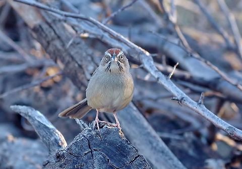 You lookin' at me? Patagonia, AZ. Mar 15, 2015. Aimophila ruficeps,Geotagged,Rufous-crowned sparrow,United States,Winter