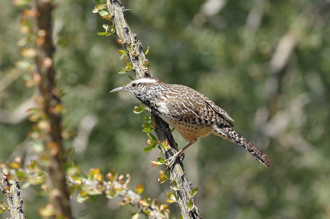 Cactus wren (Campylorhynchus brunneicapillus) Arizona Sonora Desert Museum, Tucson. Mar 15, 2015. Cactus wren,Campylorhynchus brunneicapillus,Geotagged,United States,Winter